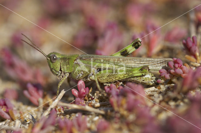 Eastern Long-winged grasshopper (Epacromius tergestinus)