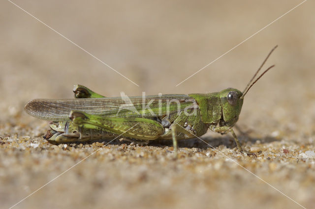 Eastern Long-winged grasshopper (Epacromius tergestinus)