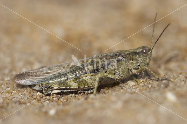 Eastern Long-winged grasshopper (Epacromius tergestinus)