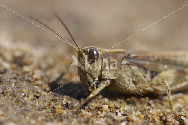 Eastern Long-winged grasshopper (Epacromius tergestinus)