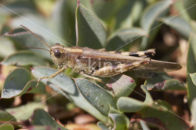 Eastern Long-winged grasshopper (Epacromius tergestinus)