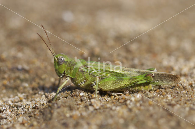 Eastern Long-winged grasshopper (Epacromius tergestinus)