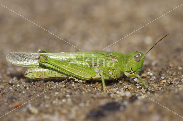 Eastern Long-winged grasshopper (Epacromius tergestinus)