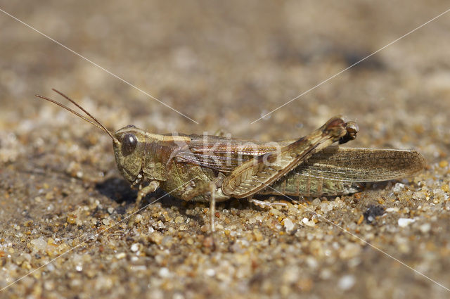 Eastern Long-winged grasshopper (Epacromius tergestinus)