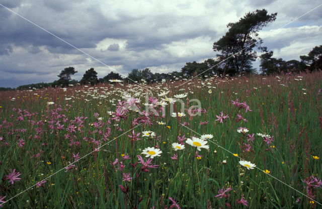 Echte koekoeksbloem (Lychnis flos-cuculi)