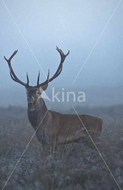 Edelhert (Cervus elaphus)