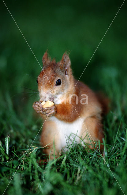 Eekhoorn (Sciurus vulgaris)