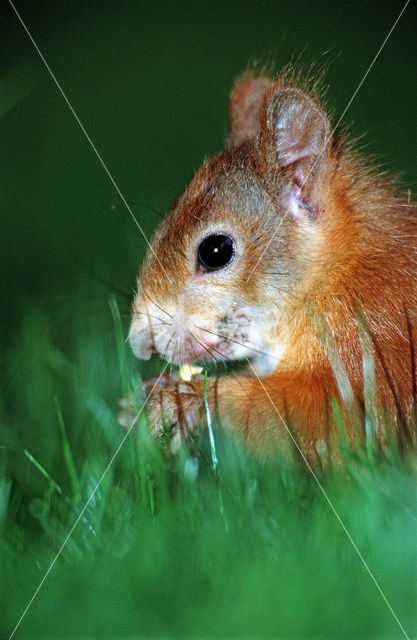 Eekhoorn (Sciurus vulgaris)