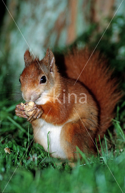 Eekhoorn (Sciurus vulgaris)