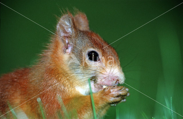 Eekhoorn (Sciurus vulgaris)