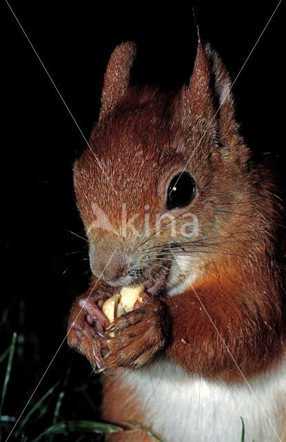 Eekhoorn (Sciurus vulgaris)