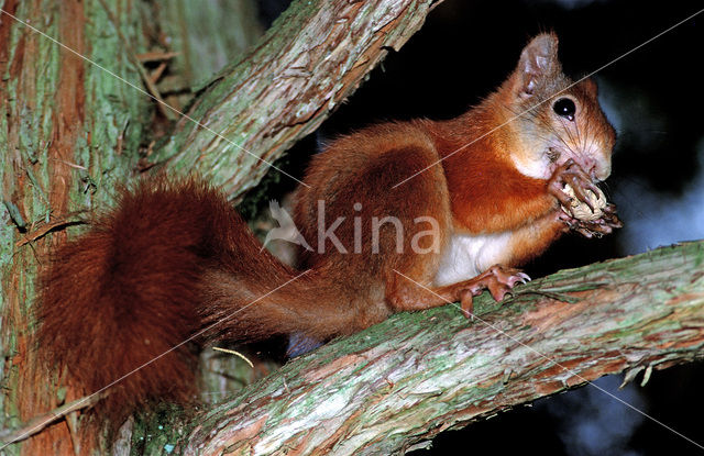 Eekhoorn (Sciurus vulgaris)