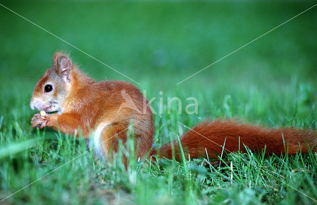 Eekhoorn (Sciurus vulgaris)