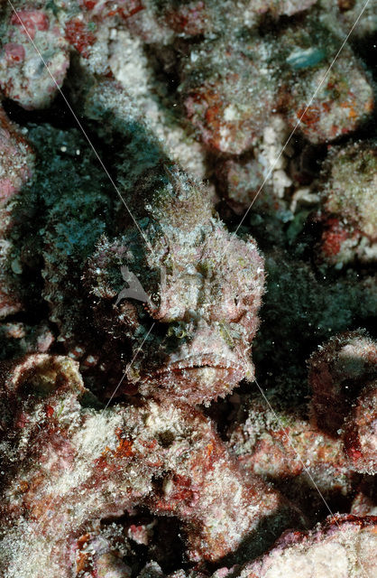 Flasher scorpionfish (Scorpaenopsis macrochir)