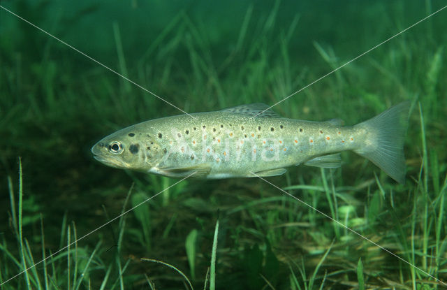 Forel (Salmo trutta)