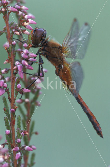 Geelvlekheidelibel (Sympetrum flaveolum)