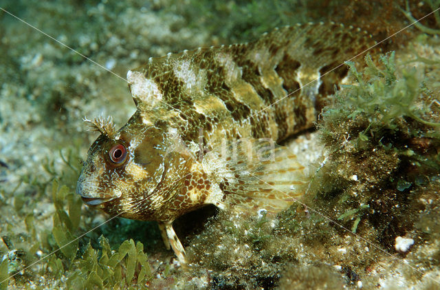 Tompot Blenny (Parablennius gattorugine)