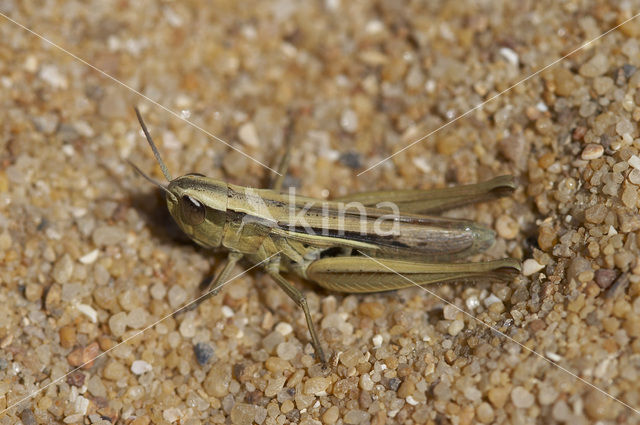 Gele prairiesprinkhaan (Euchorthippus pulvinatus)