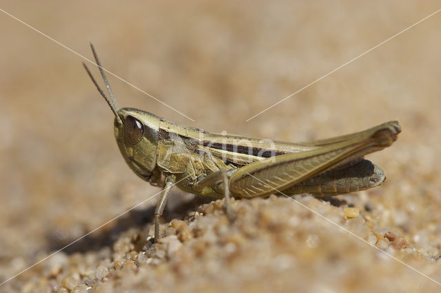 Gele prairiesprinkhaan (Euchorthippus pulvinatus)