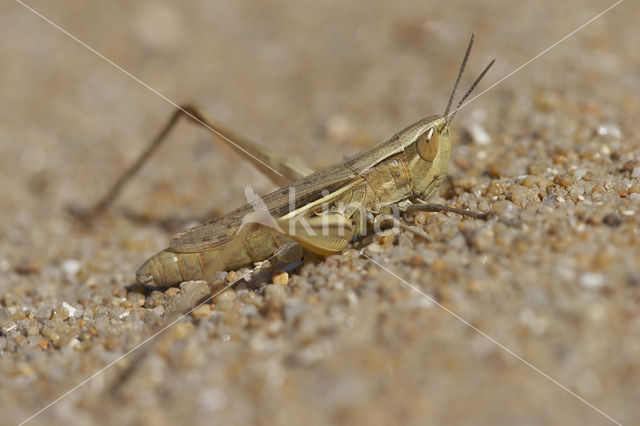 Gele prairiesprinkhaan (Euchorthippus pulvinatus)