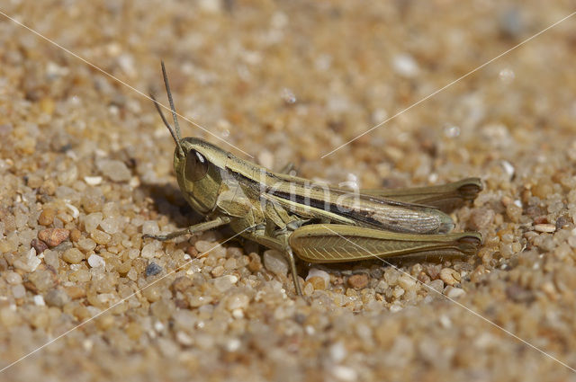 Gele prairiesprinkhaan (Euchorthippus pulvinatus)