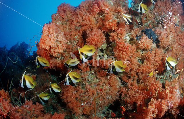 Masked bannerfish (Heniochus monoceros)