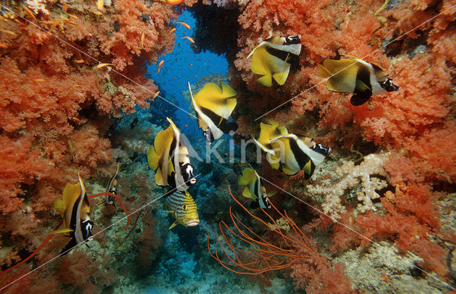 Masked bannerfish (Heniochus monoceros)