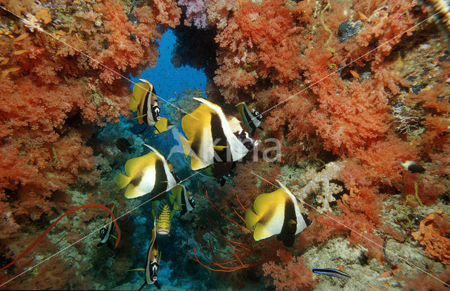 Masked bannerfish (Heniochus monoceros)