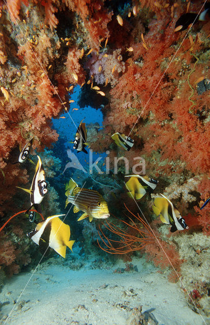 Masked bannerfish (Heniochus monoceros)