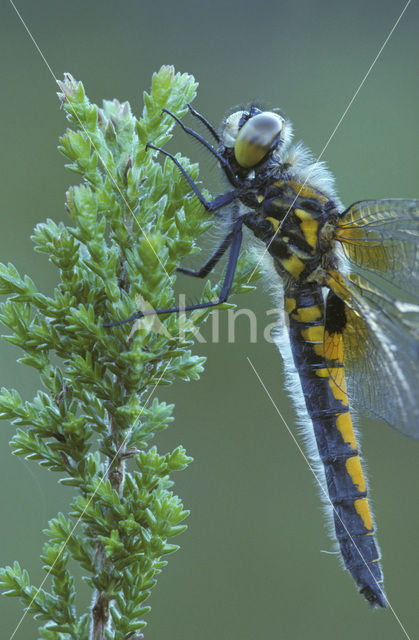 Gevlekte witsnuitlibel (Leucorrhinia pectoralis)