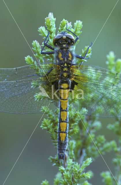 Gevlekte witsnuitlibel (Leucorrhinia pectoralis)