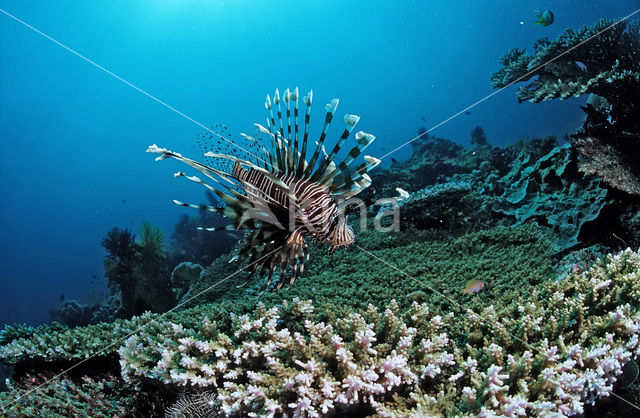 Gewone Koraalduivel (Pterois volitans)