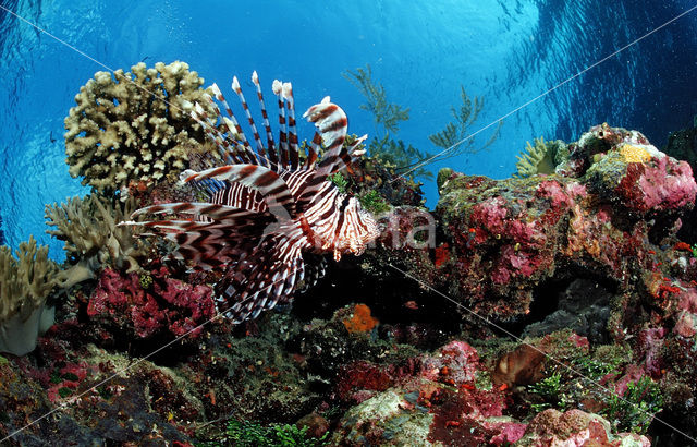 Gewone Koraalduivel (Pterois volitans)