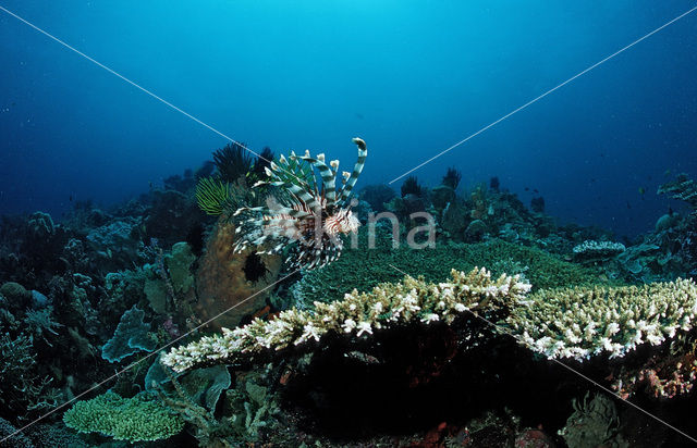 Gewone Koraalduivel (Pterois volitans)