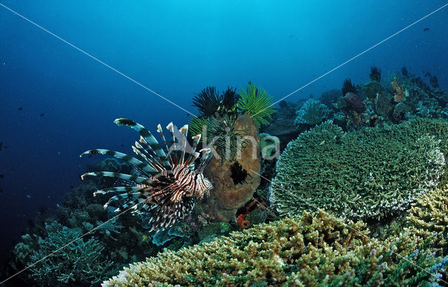 Gewone Koraalduivel (Pterois volitans)