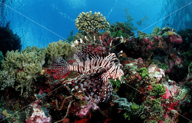 Gewone Koraalduivel (Pterois volitans)