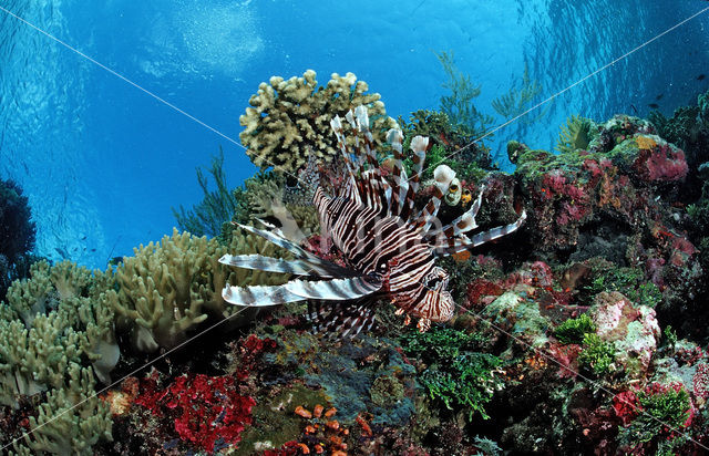 Gewone Koraalduivel (Pterois volitans)