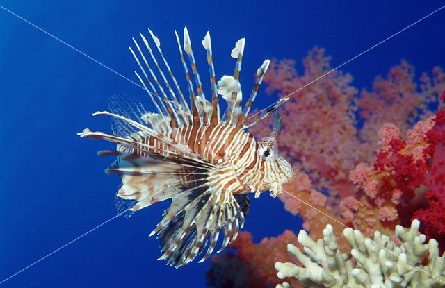 Gewone Koraalduivel (Pterois volitans)