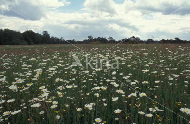 Gewone margriet (Leucanthemum vulgare)