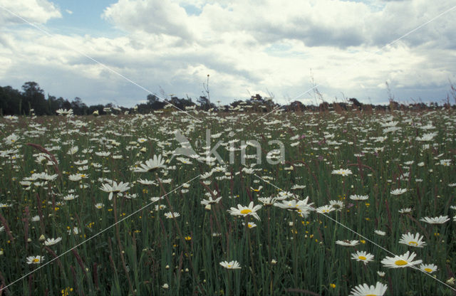 Gewone margriet (Leucanthemum vulgare)