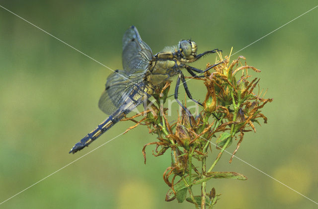 Gewone oeverlibel (Orthetrum cancellatum)