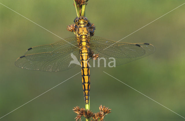 Gewone oeverlibel (Orthetrum cancellatum)