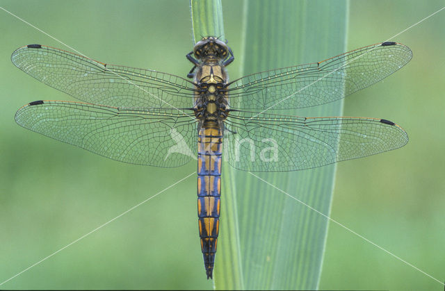 Gewone oeverlibel (Orthetrum cancellatum)