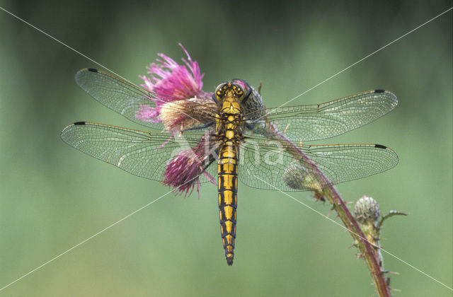 Gewone oeverlibel (Orthetrum cancellatum)