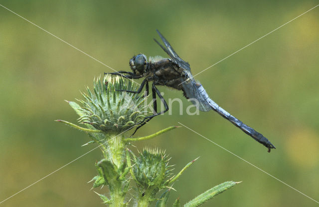 Gewone oeverlibel (Orthetrum cancellatum)