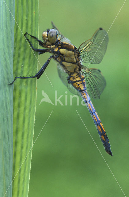 Gewone oeverlibel (Orthetrum cancellatum)