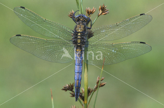 Gewone oeverlibel (Orthetrum cancellatum)