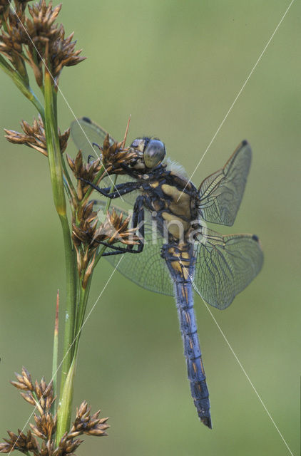 Gewone oeverlibel (Orthetrum cancellatum)