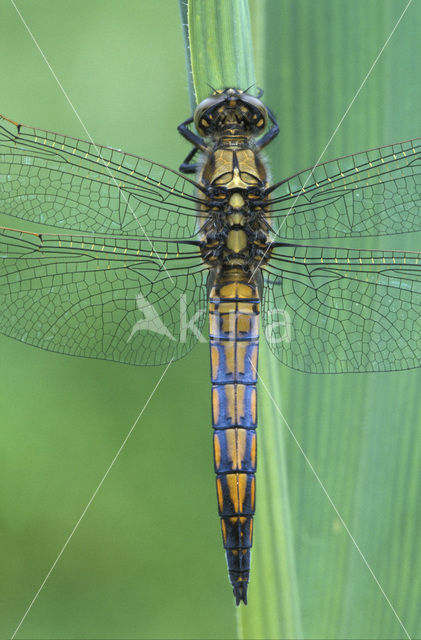 Gewone oeverlibel (Orthetrum cancellatum)