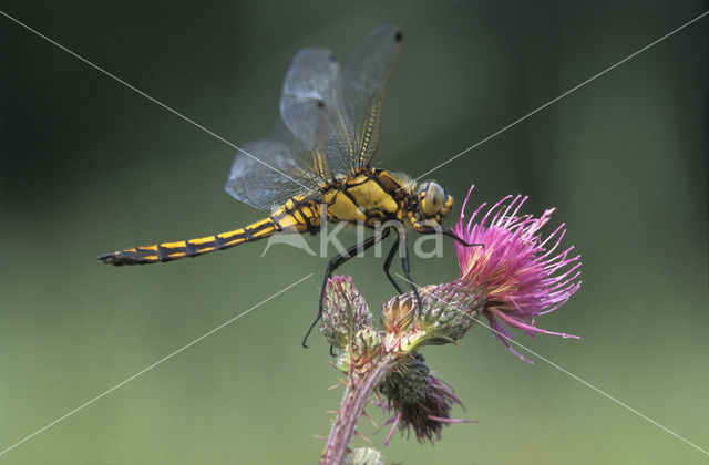 Gewone oeverlibel (Orthetrum cancellatum)